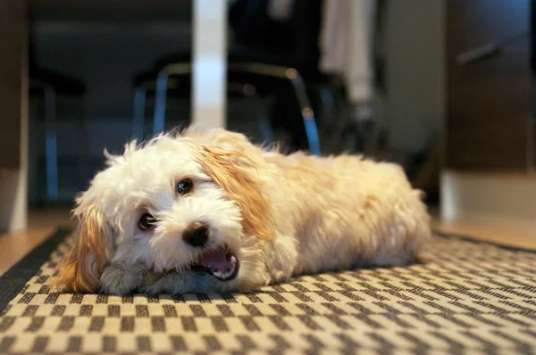 nopi-2.webp nopi-2.webp