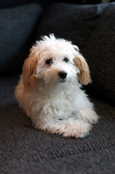 nopi-3.webp nopi-3.webp