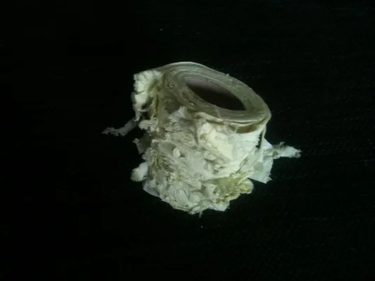 IMG_1202.webp IMG_1202.webp