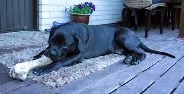 massa 7kk.webp massa 7kk.webp