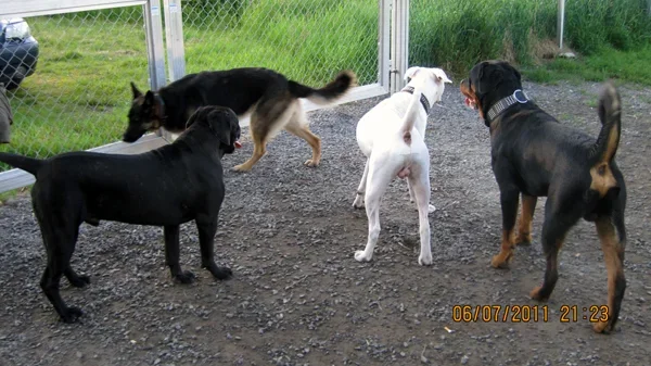 koirapuisto.webp koirapuisto.webp