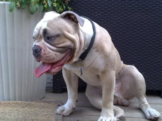 Veksi.webp Veksi.webp