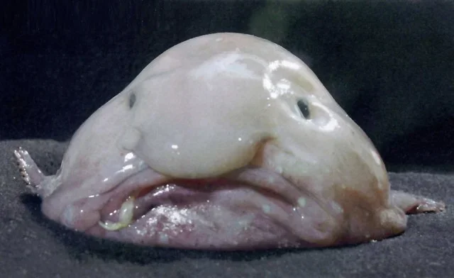 blobfish.webp