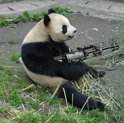 Funny-Armed-Animals-Panda.webp