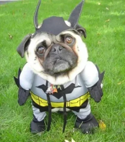Funny-Batman-Dog-Pictures.webp Funny-Batman-Dog-Pictures.webp