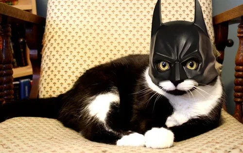 catman.webp catman.webp