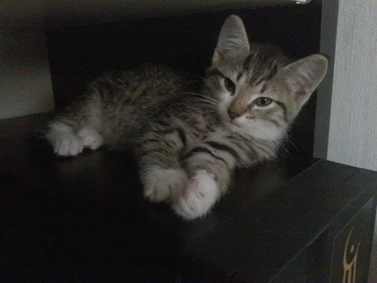 312906_2184131436605_1046572878_32513134_77187_n.webp 312906_2184131436605_1046572878_32513134_77187_n.webp