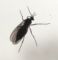 Sciara.sp.1.jpg