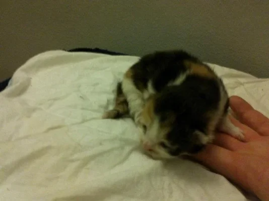 Thanatos.webp Thanatos.webp