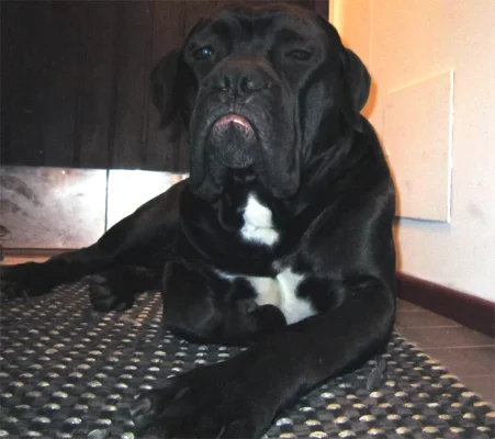 massa mököttää.webp