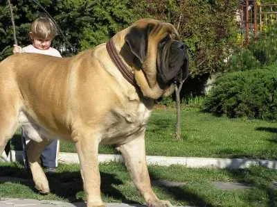 english-mastiff-dog-breed.webp english-mastiff-dog-breed.webp