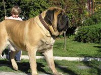 english-mastiff-dog-breed.jpg