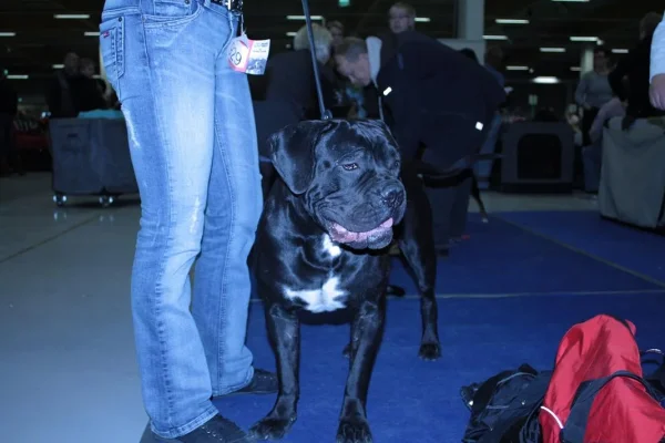 massa piuni.webp massa piuni.webp