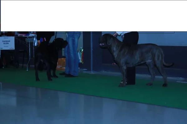 verlaine ja massa.webp verlaine ja massa.webp