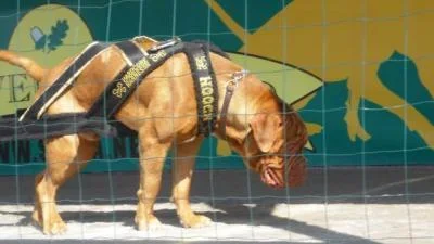 47hooch.webp 47hooch.webp