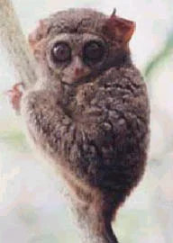tarsier.webp