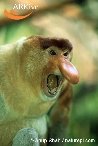 Male_proboscis_monkey.webp