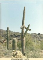 cactus[1].jpg