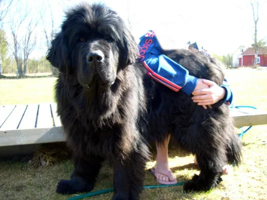 60244d1269338017-laumanvartijakoirat-.webp 60244d1269338017-laumanvartijakoirat-.webp