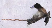 argentine-lake-duck.jpg