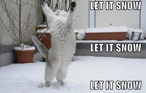 let-it-snow-cat.webp