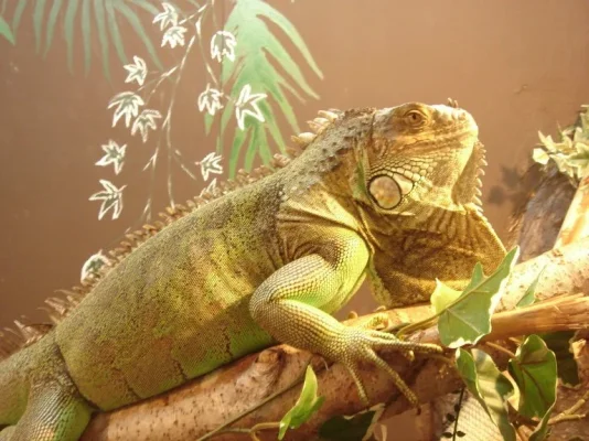 martta.webp martta.webp