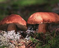 Boletus_pinophilus.jpg