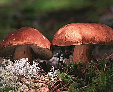 Boletus_pinophilus.webp