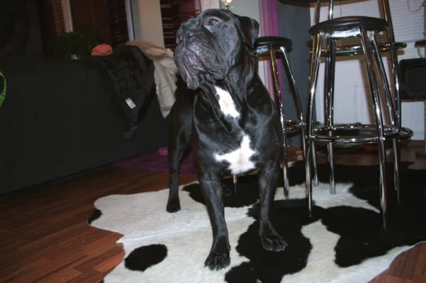 massa 1v 2kk etu.webp