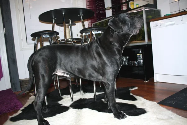 massa 1v 2kk sivu.webp