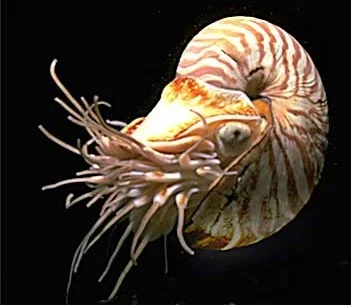 nautilus.webp