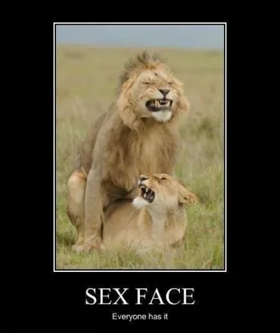 sexface.webp