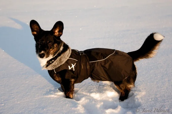 IMG_6383 kopio.webp IMG_6383 kopio.webp