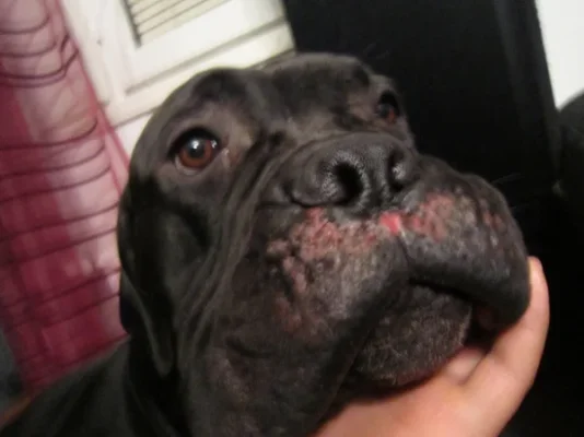 paleltunut nokka.webp paleltunut nokka.webp