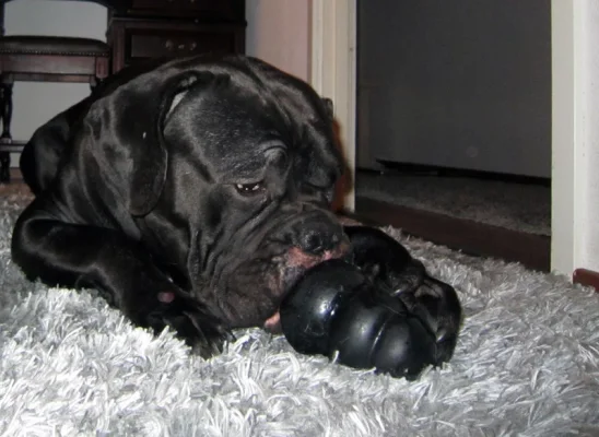 coro ja kongi.webp coro ja kongi.webp