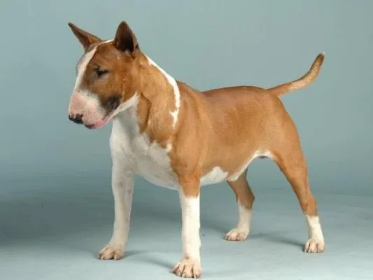 english%u0025252520bull%252520terrier1.webp