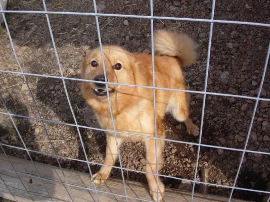 S-ajokoira.webp S-ajokoira.webp