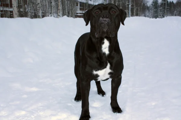 massa 1v3kk ulkona.webp