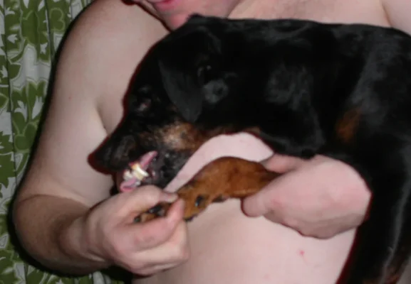 Poju2.webp Poju2.webp