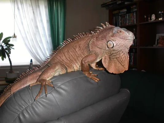 PICT0008.webp PICT0008.webp