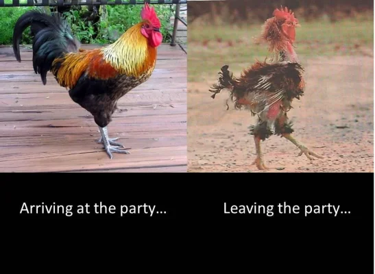 party_cock.webp