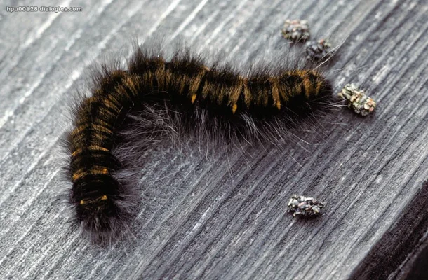 hpu00128.webp hpu00128.webp