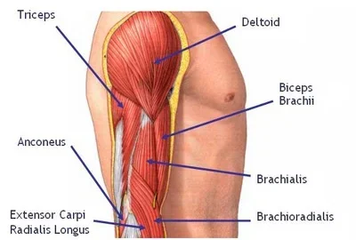 brachials+and+biceps+brachii.webp