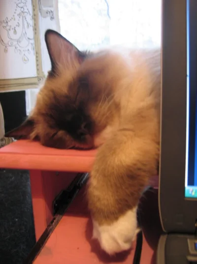 Kirppu nukkuu, huhtikuu 2007.webp