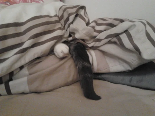 Kesäkuu_Reino nukkuu.webp