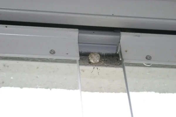 Tappajaspindel.webp Tappajaspindel.webp