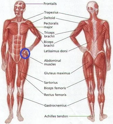 human-body-muscle-diagram.webp human-body-muscle-diagram.webp