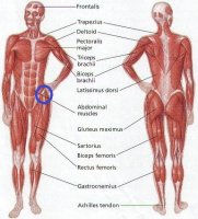 human-body-muscle-diagram.jpg