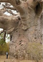 biggest-tree-baobab.jpg