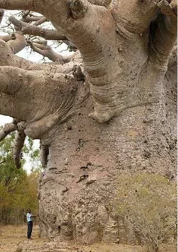 biggest-tree-baobab.webp